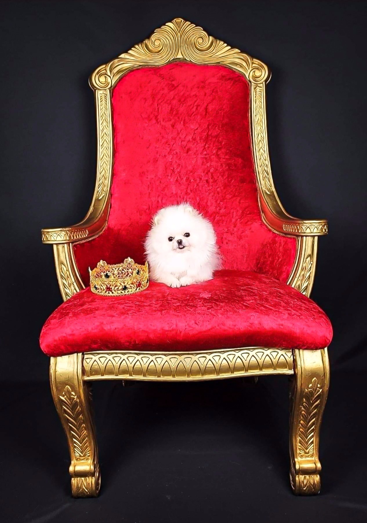 ICED POMS TRILLIONAIRE