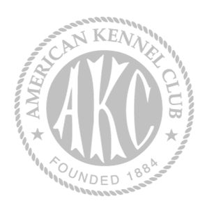 Iced Pom AKC breeders